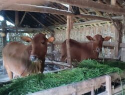 Harga Meroket, Populasi Jeblok: Ironi di Balik Kesuksesan Trenggalek Kirim Sapi ke Jakarta