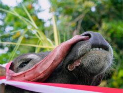 Nyadran Dam Bagong, Simbol Syukur dan Penghormatan Perjuangan Ki Ageng Minak Sopal